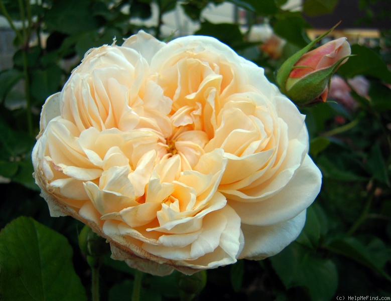 'Jayne Austin (shrub, Austin 1993)' rose photo