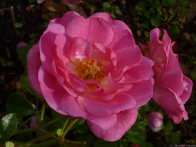 'Neon ™ (floribunda, Kordes, 1998/2001)' rose photo