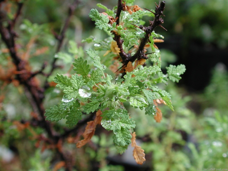 'R. minutifolia' rose photo