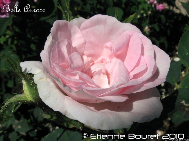 'Belle Aurore (Hybrid Alba, Descemet, by 1811)' rose photo