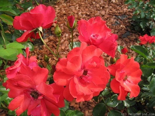 'Paprika ® (floribunda, Tantau 1956)' rose photo