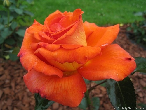 'Magdalena ® (hybrid tea, Adam, 2005)' rose photo