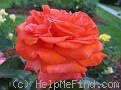 'Magdalena ® (hybrid tea, Adam, 2005)' rose photo