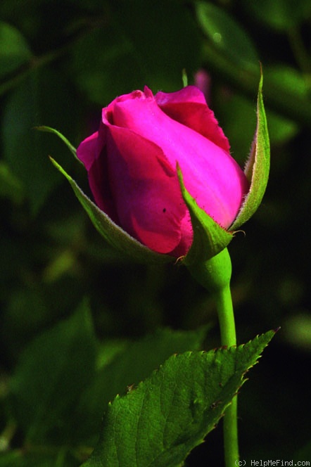 'Bourbon Queen' rose photo