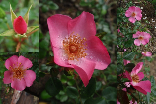 'Felicitas ® (shrub, Kordes, 1998)' rose photo