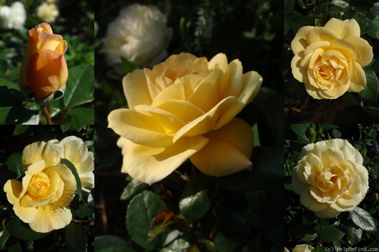 'Sunstar ® (floribunda, Kordes 1997/2007)' rose photo