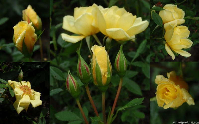 'Rosina' rose photo