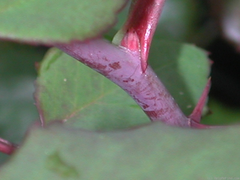 'Miracle on the Hudson' rose photo