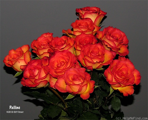'Païline' rose photo