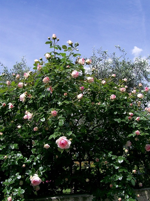 'Pierre de Ronsard ®' rose, click to enlarge 'Pierre de Ronsard ®' rose photo