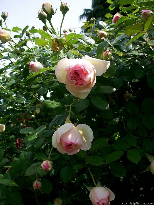 'Pierre de Ronsard ®' rose photo