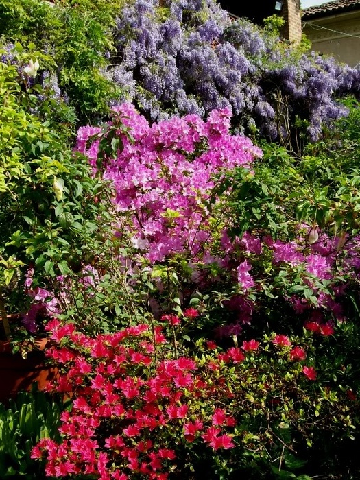 'Il Giardino dei Pigri (The Garden for the Lazy)'  photo