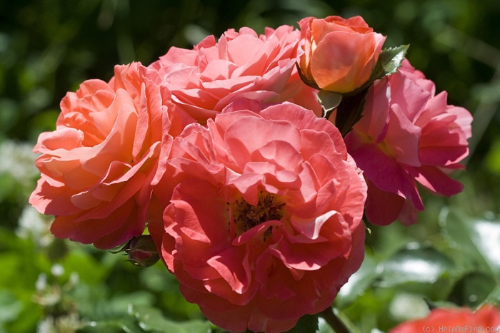 'Gebrüder Grimm ®' rose photo