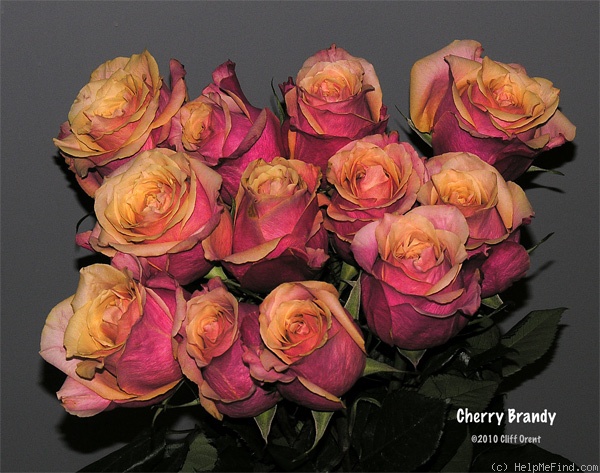 'Cherry Brandy ® (hybrid tea, Tantau 2001)' rose photo