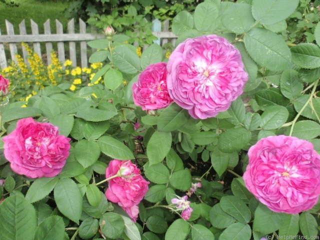 'Duc de Guiche' rose photo