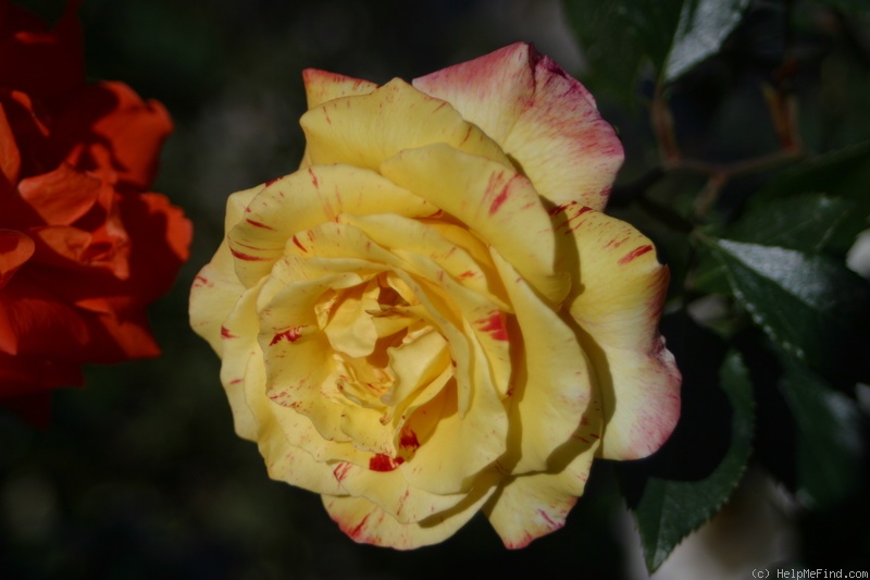 'Camille Pissarro ™' rose photo