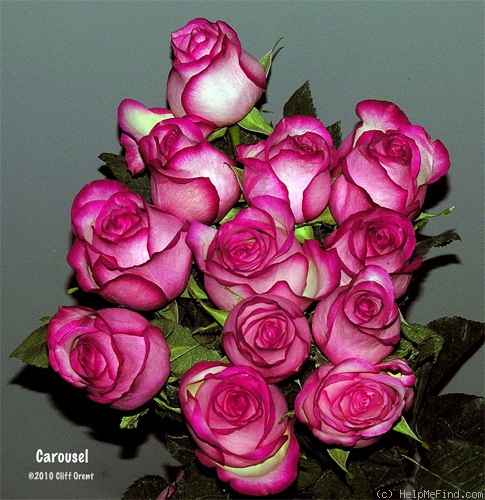 'Carousel ® (florists' rose, Kordes, 2003)' rose photo