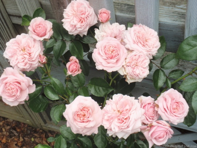 'Octavia Hill (Floribunda, Harkness, 1995)' rose photo