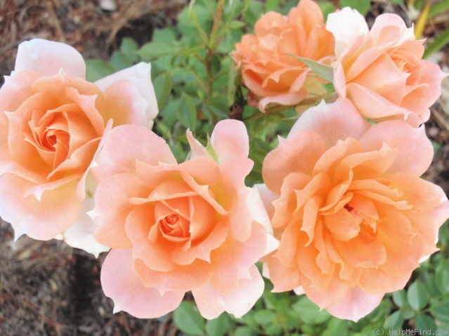 'Flower Power (mini-flora, Fryer, 1998)' rose photo