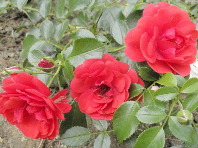 'Flower Carpet ® Scarlet' rose photo