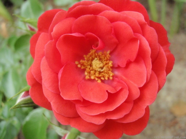 'Flower Carpet ® Scarlet' rose photo