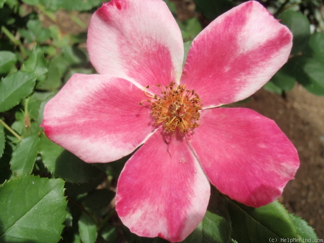 'Watercolors ™ (shrub, Carruth 2006)' rose photo