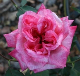 'Triple Delight' rose photo