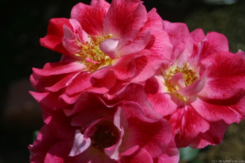 'Tootsie' rose photo