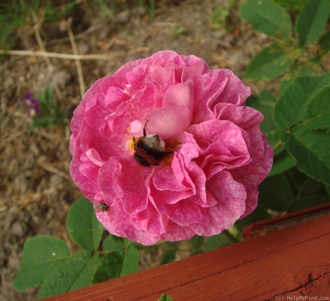'Eulalia Lebrun' rose photo