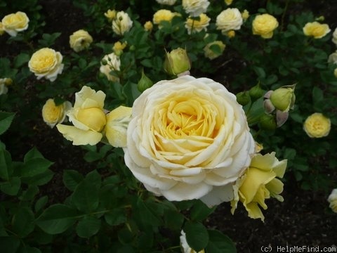 'Karl Ploberger Rose' rose photo