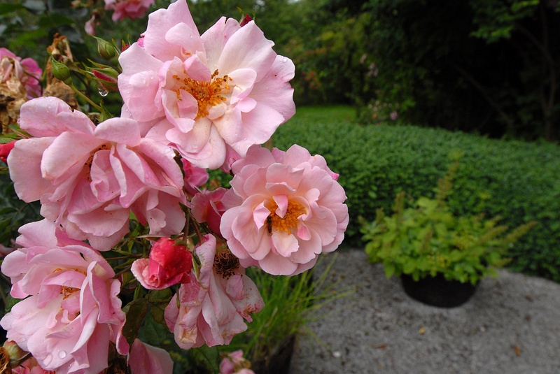 'Märchenland' rose photo