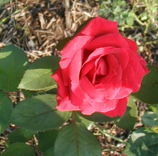 'SELtin' rose photo