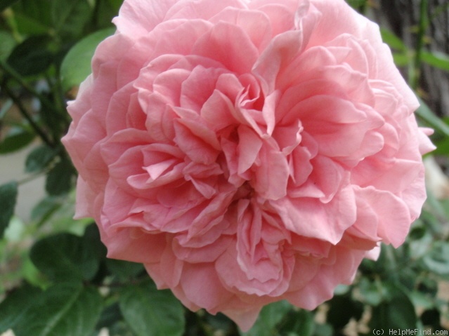 'Zaide ® (shrub, Kordes, 1994)' rose photo