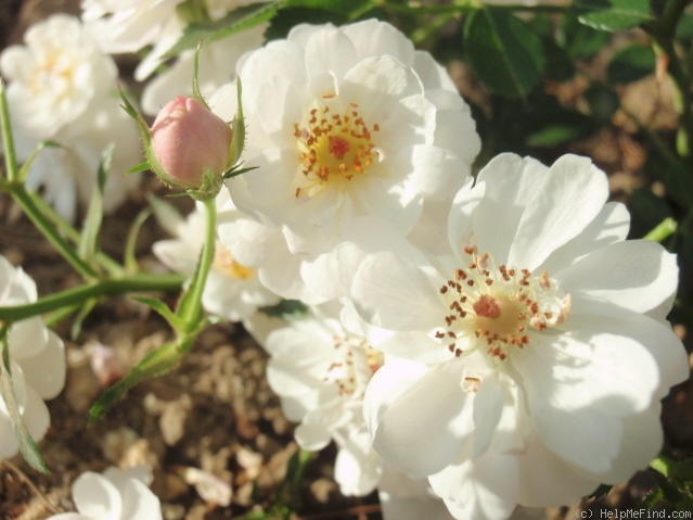 'Avon (miniature, Poulsen 1986)' rose photo