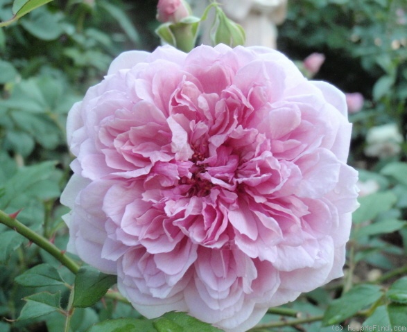 'Sister Elizabeth' rose photo