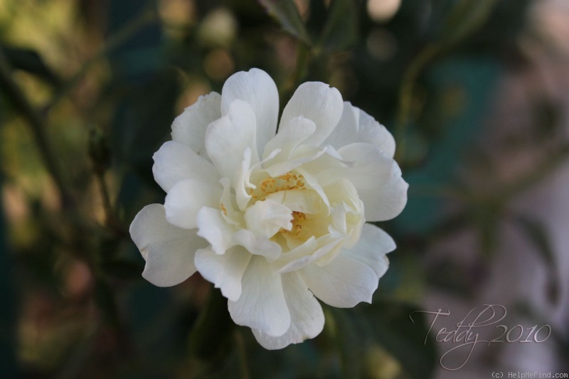 '<i>Rosa banksiae</i> 'Purezza'' rose photo