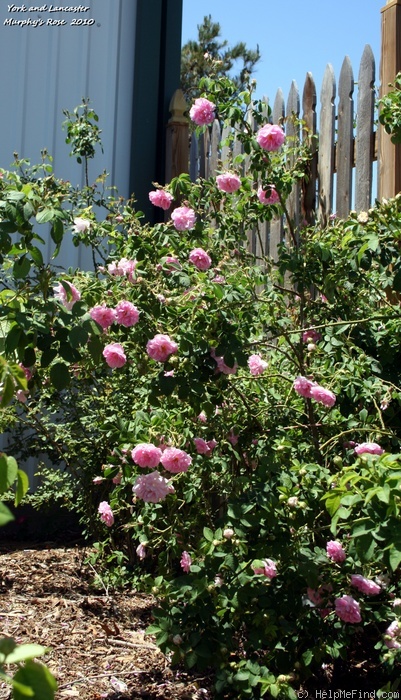 'York and Lancaster' rose photo