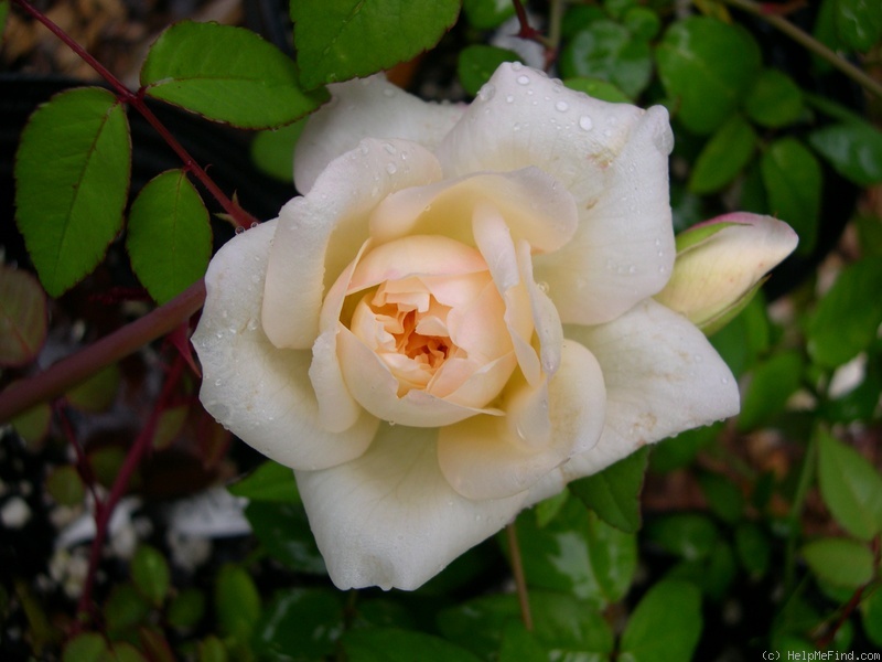 'Dixie Beauty ™' rose photo