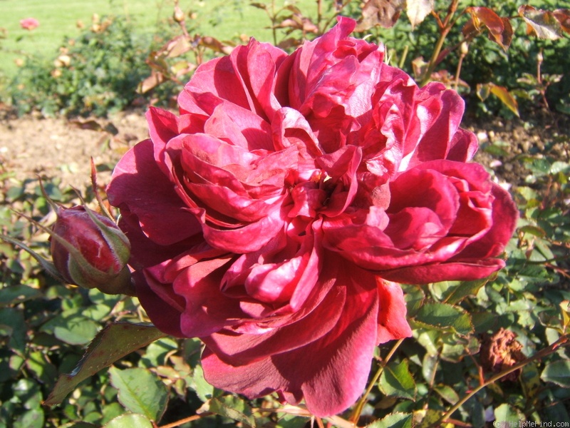 'Darcey Bussell' rose photo