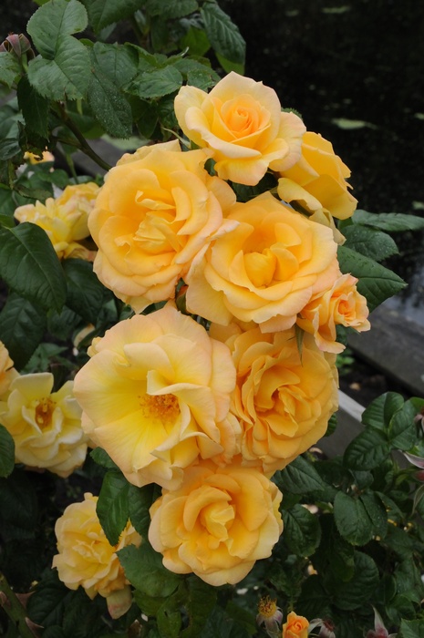 'CHEwalbygold' rose photo