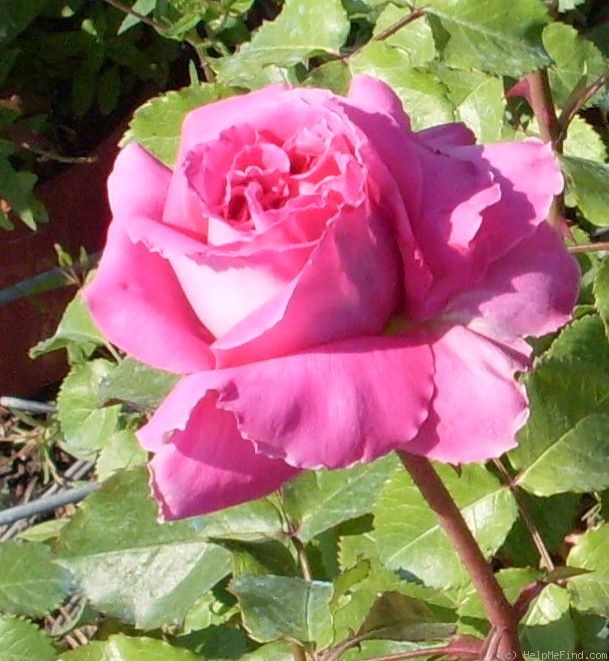 'Alphonsine Rose Plessis' rose photo