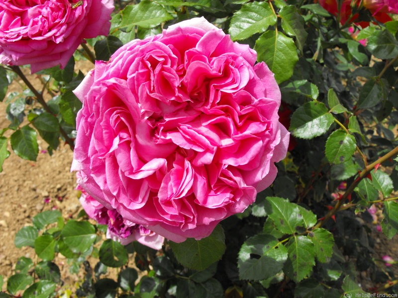'Alphonsine Rose Plessis' rose photo