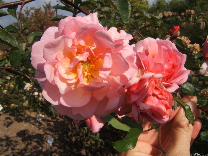 'Cornelia (Hybrid Musk, Pemberton, 1925)' rose photo