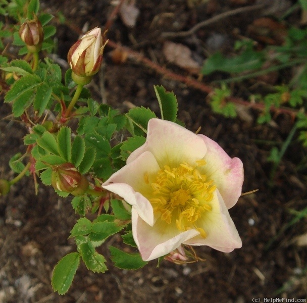 'Paimio' rose photo