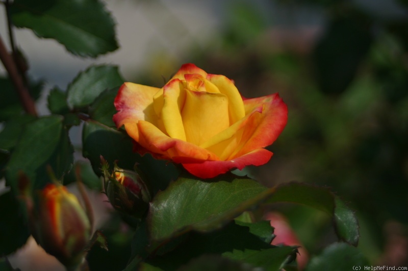 'Kismet ™ (mini-flora, Tucker 2005)' rose photo