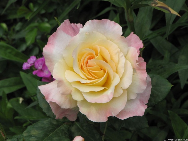 'Aquarell (hybrid tea, Evers/Tantau 1999)' rose photo