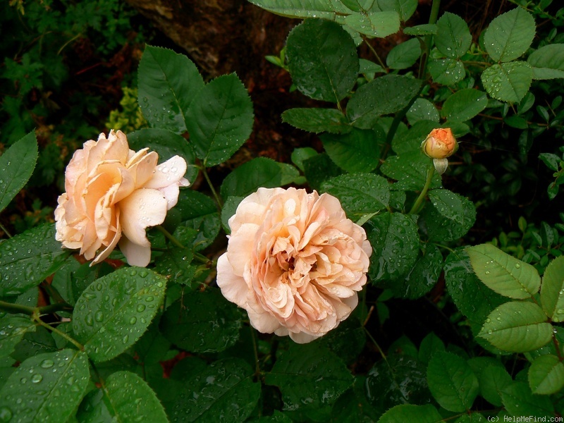 'Charles Austin' rose photo