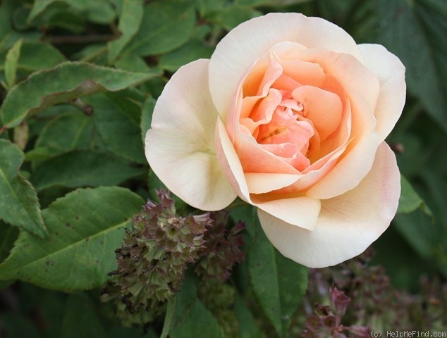 'Baxter Beauty' rose photo
