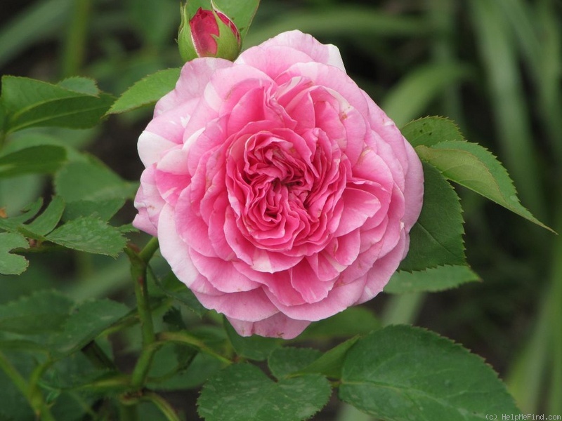 'Baronesse ® (floribunda, Evers/Tantau, 2009)' rose photo