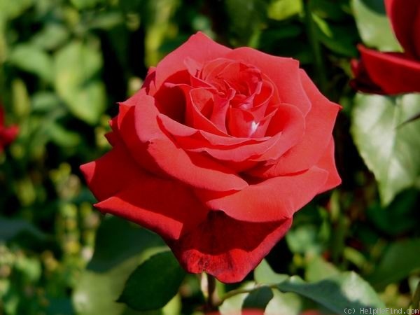 'Canasta' rose photo